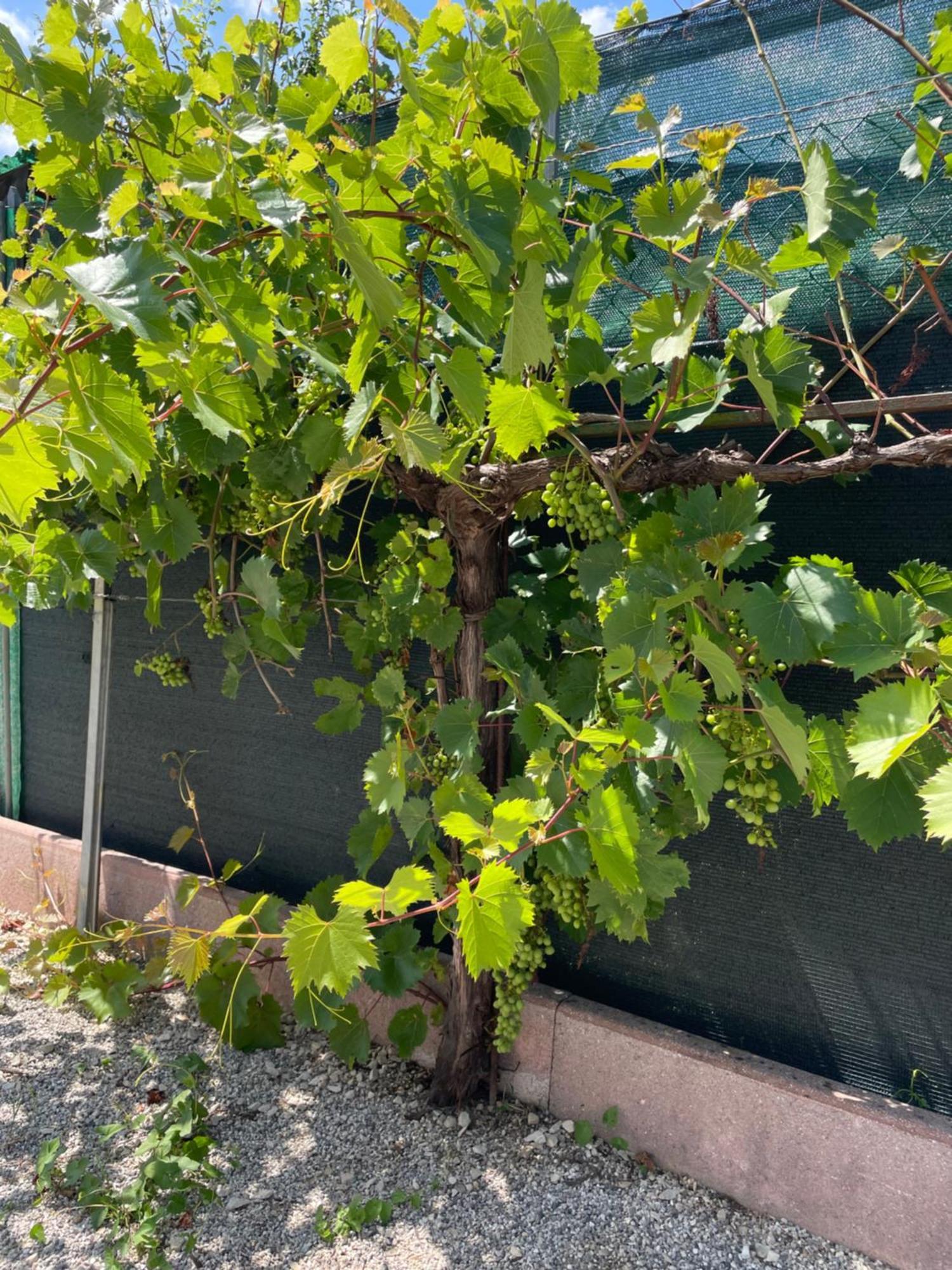Villa A Casa Di Amici Vidor Esterno foto