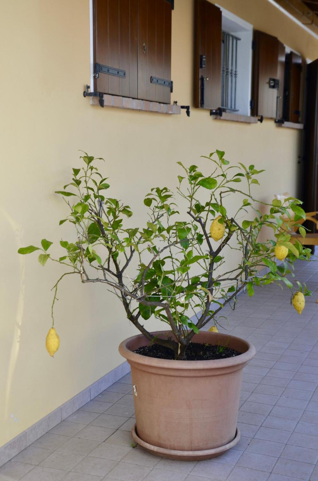 Villa A Casa Di Amici Vidor Esterno foto